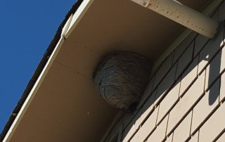 wasps at home inspection