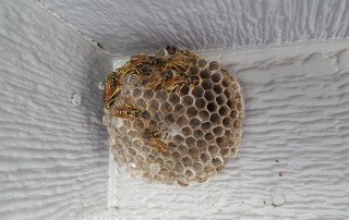 wasps nest at home inspection