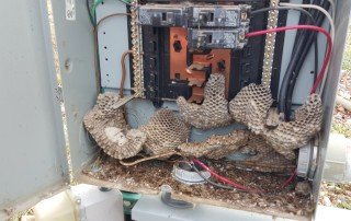 wasps in panel at home inspection