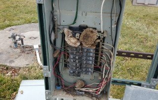 wasps in panel at home inspection