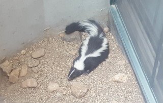 Skunk in a window well