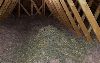 Birds in the Attic